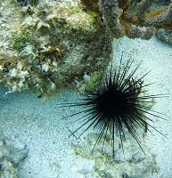 sea urchin